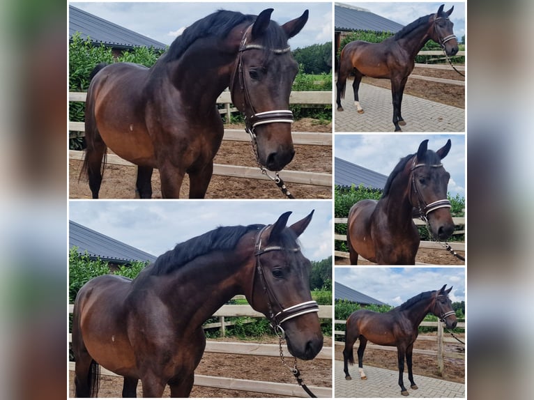 KWPN Stallion 3 years Bay-Dark in Den Ham KWPN Stallion 3 years Bay-Dark in Den Ham