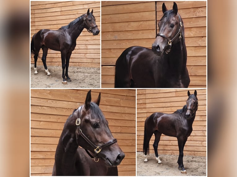 KWPN Stallion 3 years Bay-Dark in Den Ham KWPN Stallion 3 years Bay-Dark in Den Ham