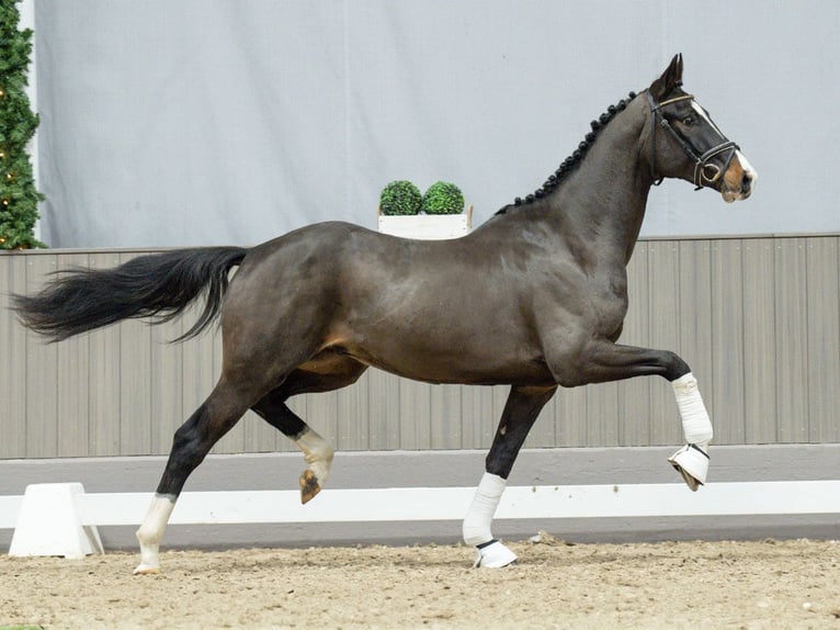 KWPN Stallion 3 years Bay-Dark in Münster-Handorf