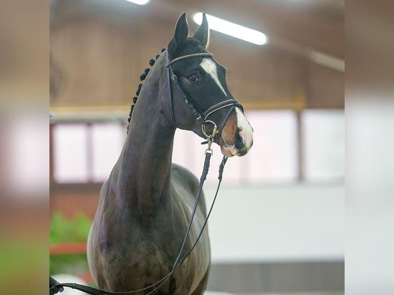 KWPN Stallion 3 years Bay-Dark in Münster-Handorf