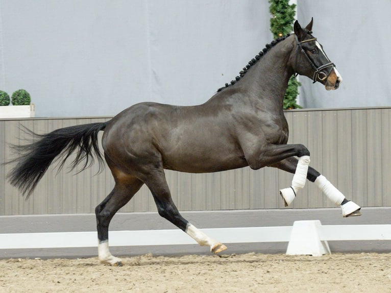 KWPN Stallion 3 years Bay-Dark in Münster-Handorf