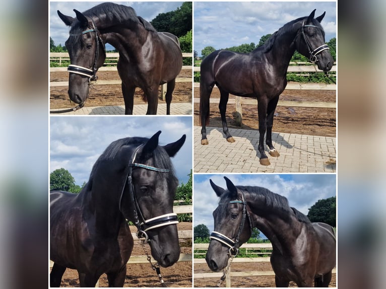 KWPN Stallion 3 years Black in Den Ham