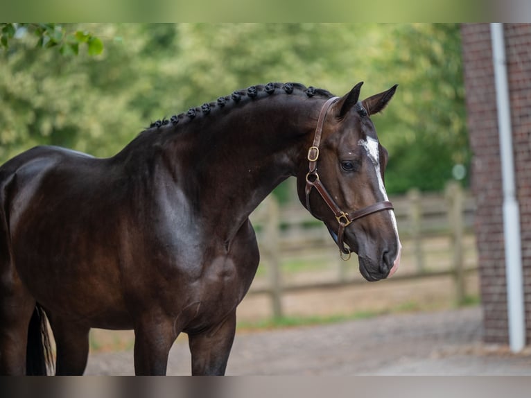 KWPN Stallion 3 years Black in GROTE-BROGEL
