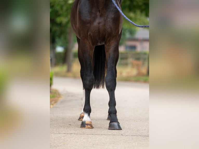 KWPN Stallion 3 years Black in GROTE-BROGEL