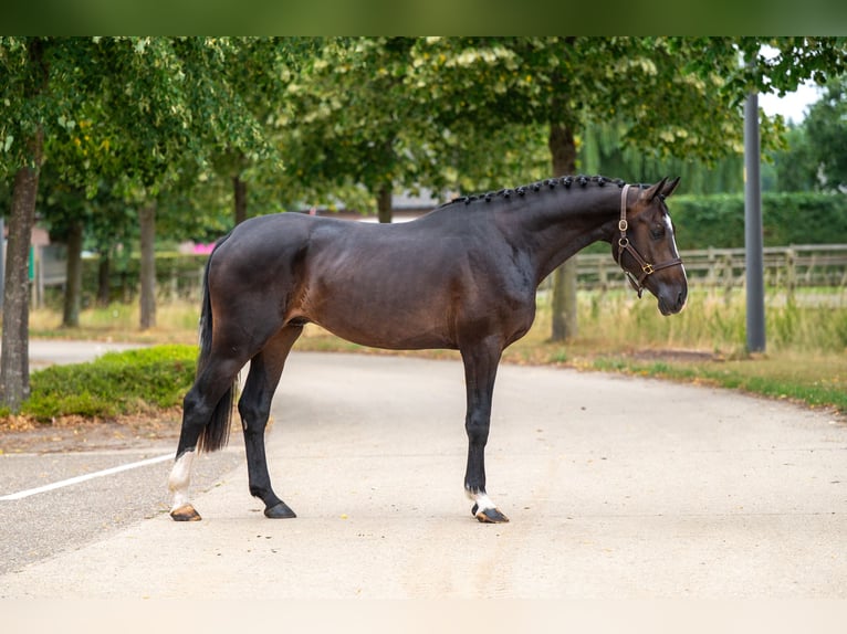 KWPN Stallion 3 years Black in GROTE-BROGEL