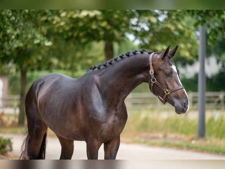 KWPN Stallion 3 years Black in GROTE-BROGEL