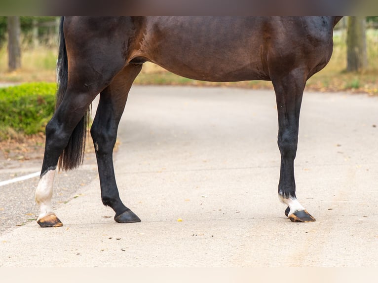 KWPN Stallion 3 years Black in GROTE-BROGEL