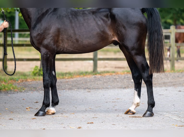 KWPN Stallion 3 years Black in GROTE-BROGEL