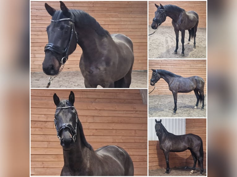 KWPN Stallion 3 years  in Den Ham