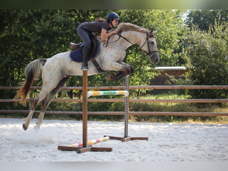 KWPN Stallion 3 years Leopard-Piebald in Torino