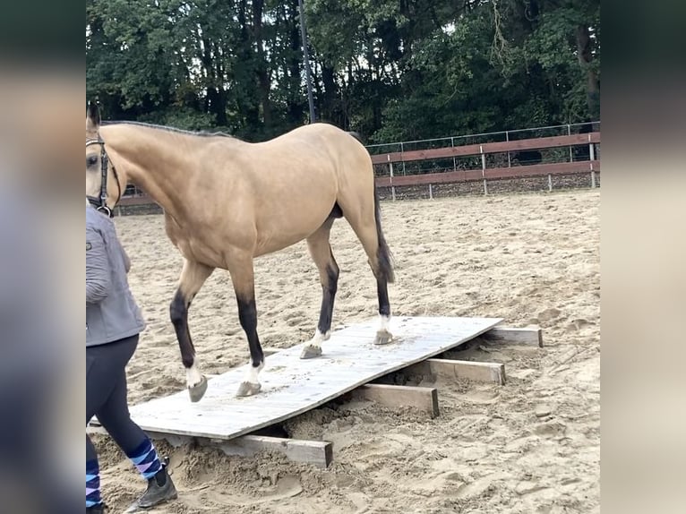 KWPN Mix Stallion 4 years 14,2 hh Buckskin in Oss