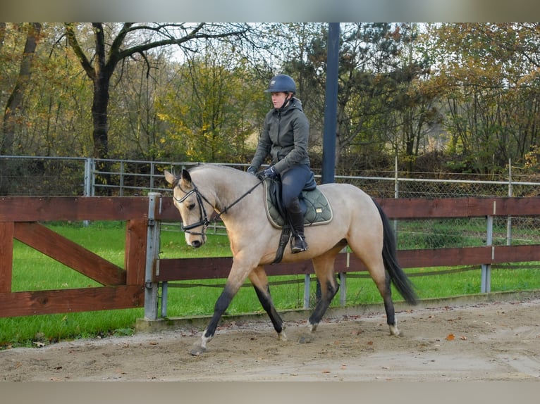 KWPN Mix Stallion 4 years 14,2 hh Buckskin in Oss