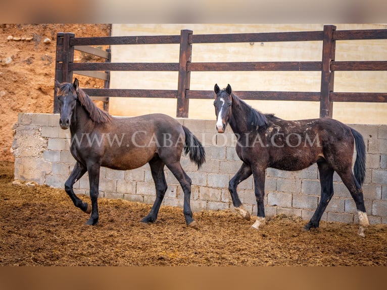 KWPN Stallion 4 years 15,2 hh Black in Valencia