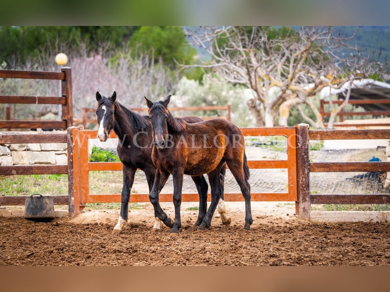 KWPN Stallion 4 years 15,2 hh Black in Valencia