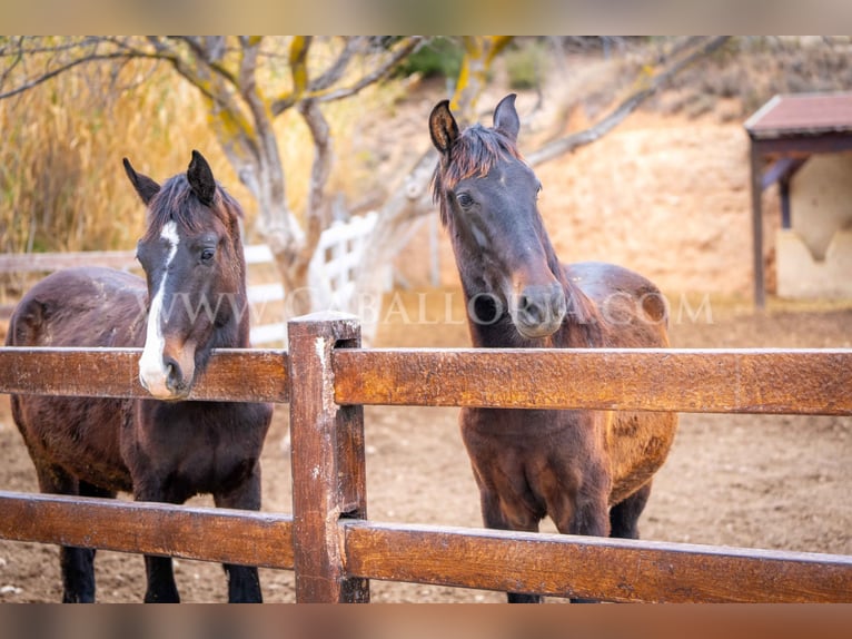 KWPN Stallion 4 years 15,2 hh Black in Valencia