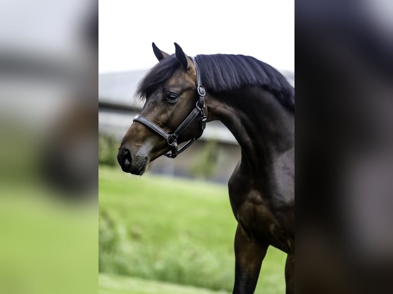 KWPN Stallion 4 years 16.1 hh Bay-Dark in Werkendam