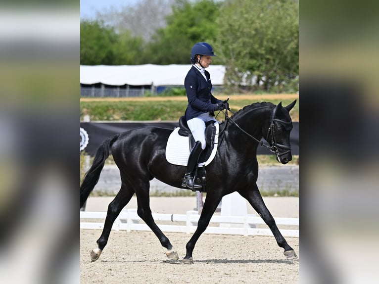 KWPN Stallion 4 years 16.1 hh Black in Pont-à-Marcq