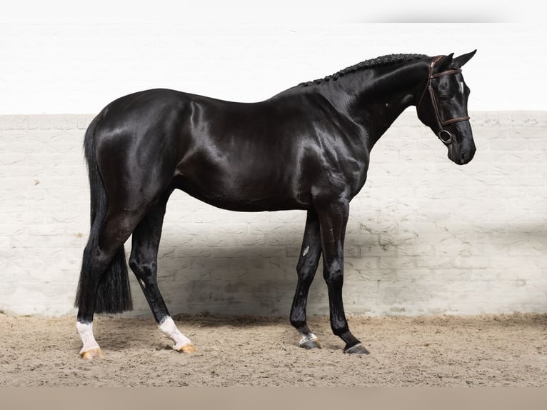 KWPN Stallion 4 years 16.1 hh  in WK Heerde