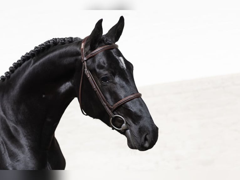 KWPN Stallion 4 years 16.1 hh  in WK Heerde