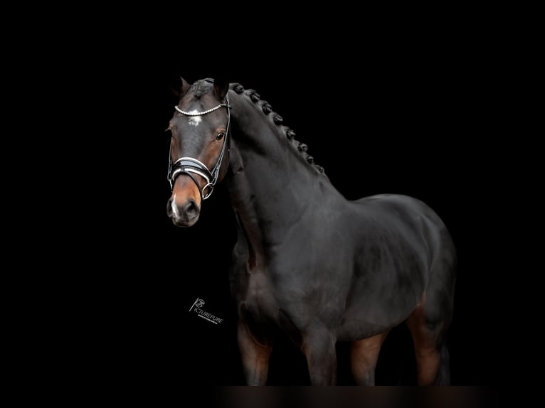 KWPN Stallion 4 years 16,1 hh Smoky-Black in Goch