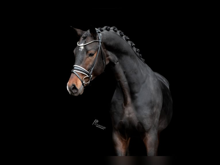 KWPN Stallion 4 years 16,1 hh Smoky-Black in Goch