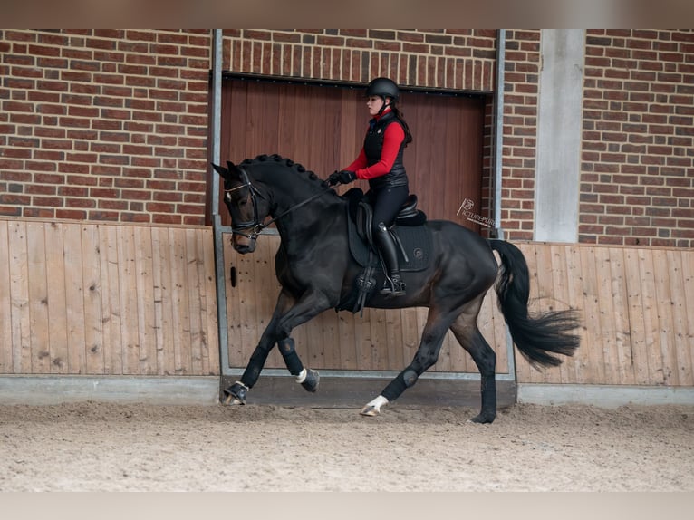 KWPN Stallion 4 years 16,1 hh Smoky-Black in Goch