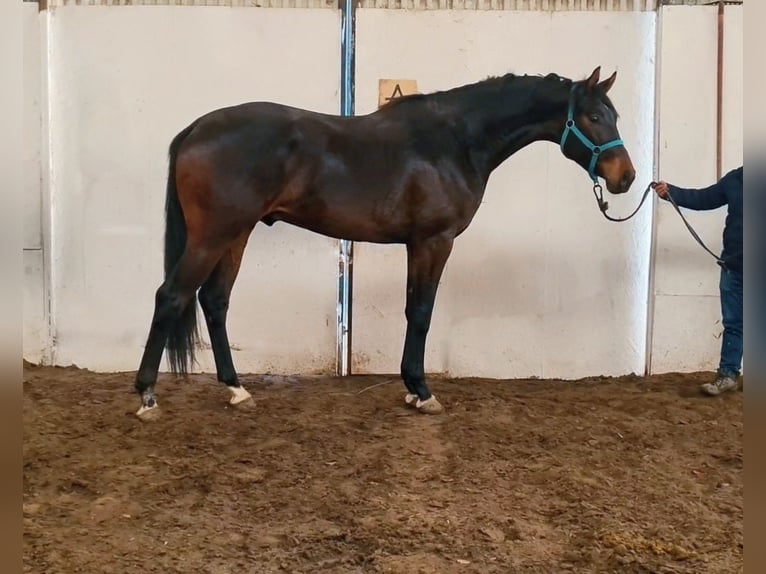 KWPN Stallion 4 years 16,2 hh Bay-Dark in Békéscsaba