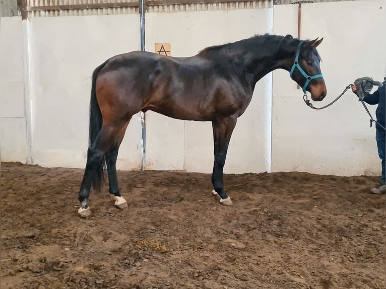 KWPN Stallion 4 years 16,2 hh Bay-Dark in Békéscsaba