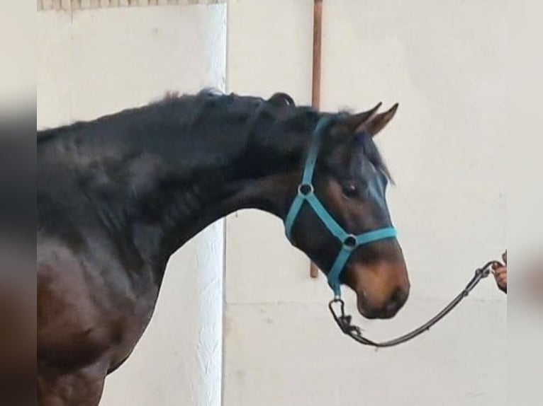 KWPN Stallion 4 years 16,2 hh Bay-Dark in Békéscsaba