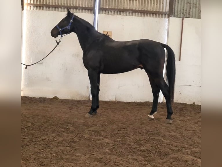 KWPN Stallion 4 years 16,2 hh Black in Békéscsaba