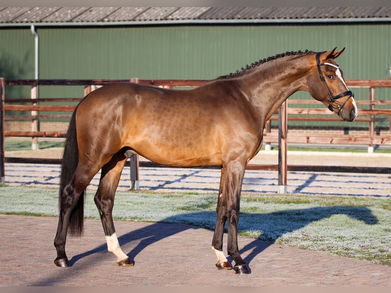 KWPN Stallion 4 years 16,2 hh Brown in Rees