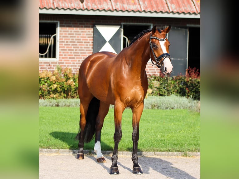 KWPN Stallion 4 years 16,2 hh Brown in Rees