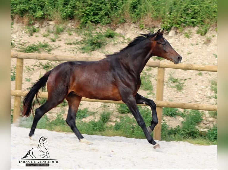 KWPN Stallion 4 years 16,2 hh Brown in Marly-sous-Issy