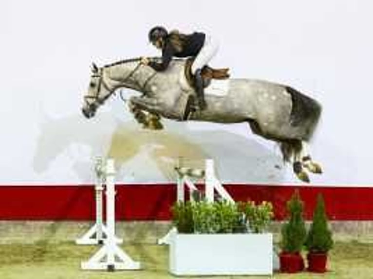 KWPN Stallion 4 years 16,2 hh Gray in Waddinxveen