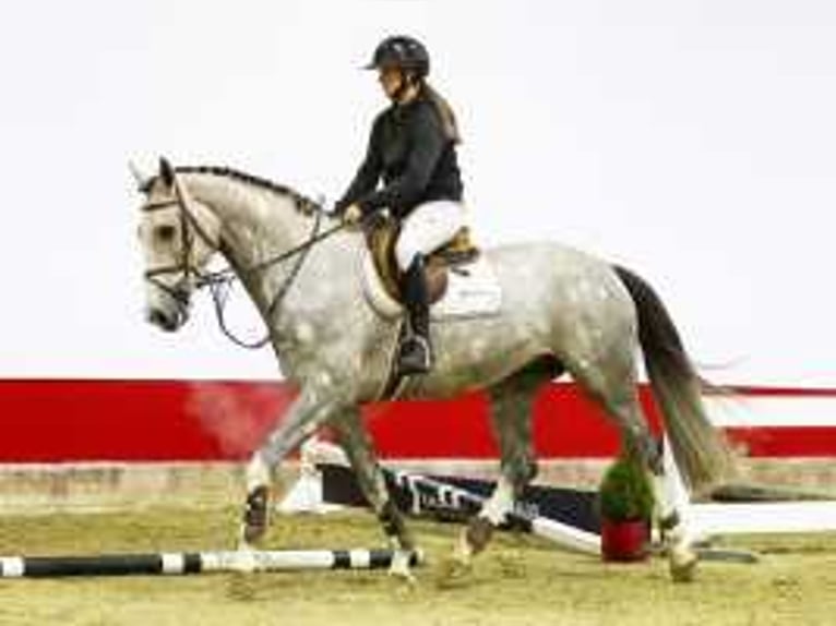 KWPN Stallion 4 years 16,2 hh Gray in Waddinxveen