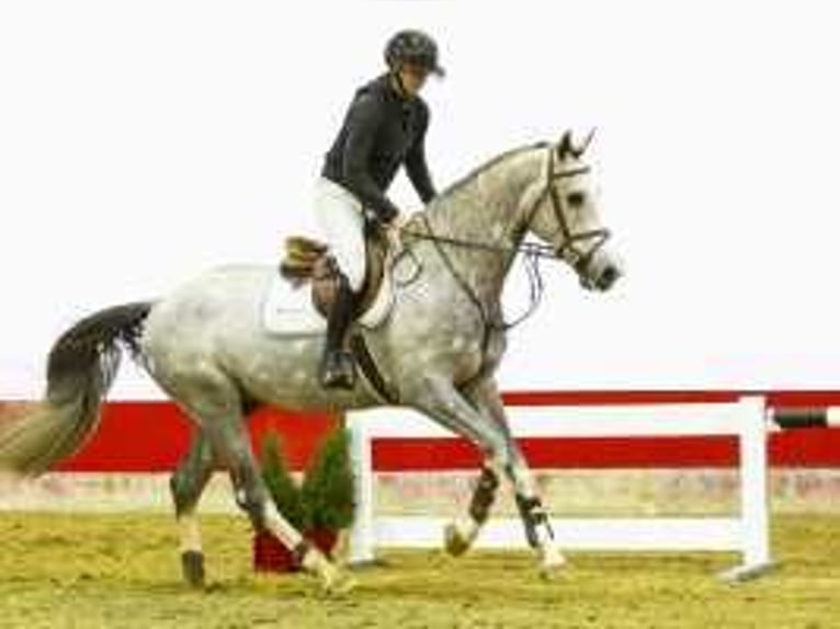 KWPN Stallion 4 years 16,2 hh Gray in Waddinxveen