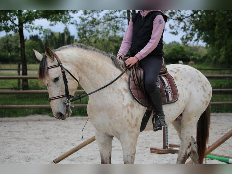 KWPN Stallion 4 years 16,2 hh Leopard-Piebald in Castres-Gironde