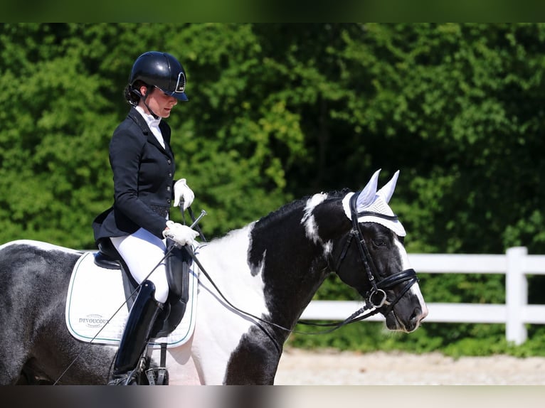 KWPN Stallion 4 years 16.2 hh Pinto in Modena