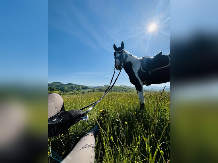 KWPN Stallion 4 years 16.2 hh Pinto in Modena