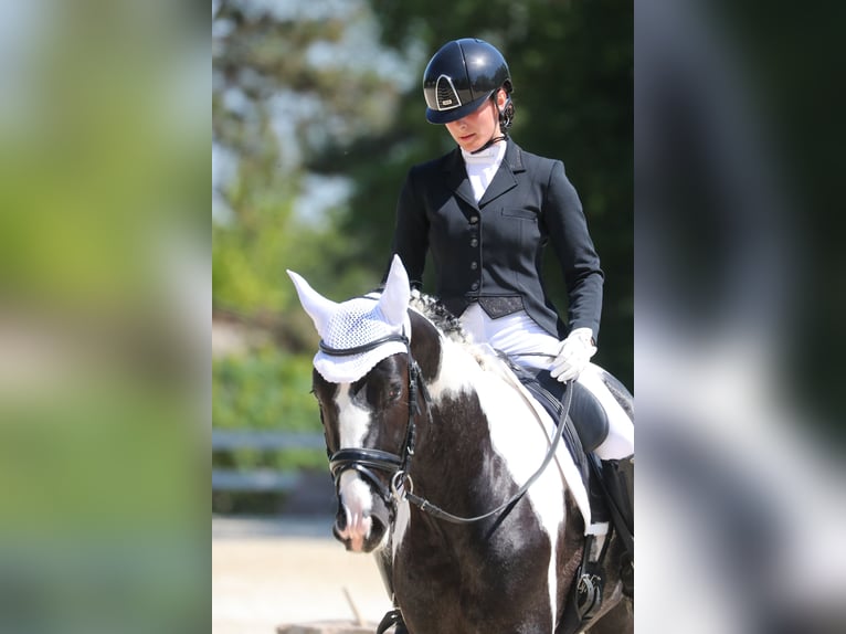 KWPN Stallion 4 years 16.2 hh Pinto in Sassuolo