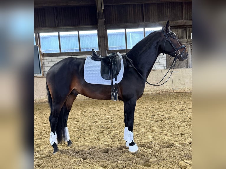 KWPN Stallion 4 years 16,3 hh Bay-Dark in Ratingen