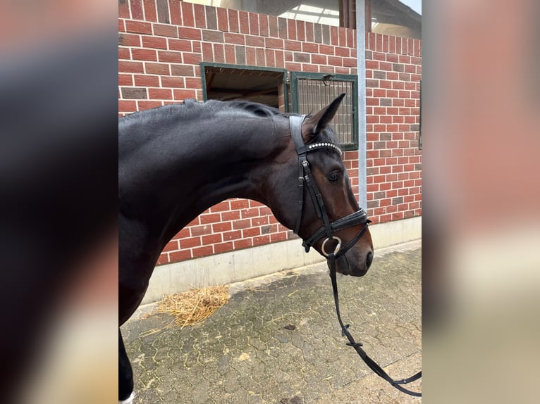 KWPN Stallion 4 years 16,3 hh Bay-Dark in Ratingen