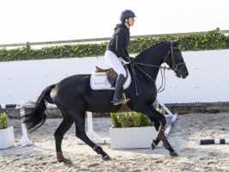 KWPN Stallion 4 years 16 hh Black in Waddinxveen