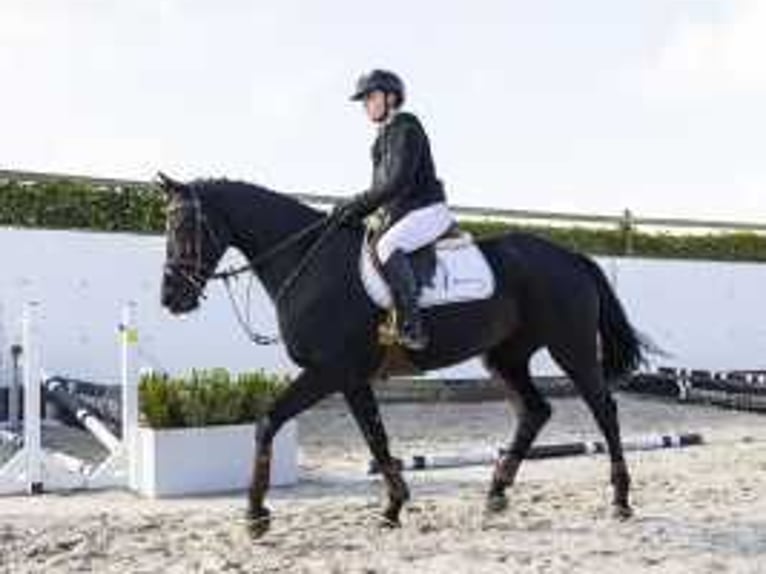 KWPN Stallion 4 years 16 hh Black in Waddinxveen