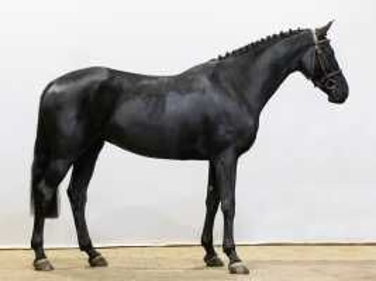 KWPN Stallion 4 years 16 hh Black in Waddinxveen