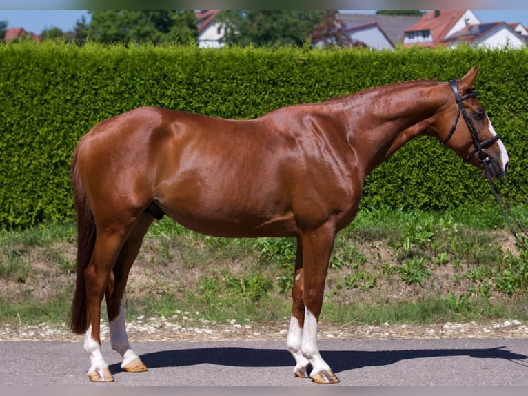 KWPN Stallion 4 years 16 hh Chestnut-Red in Gerstetten