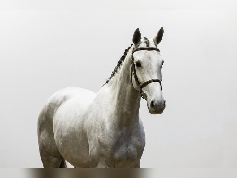 KWPN Stallion 4 years 16 hh Gray in Waddinxveen