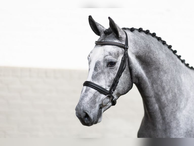 KWPN Stallion 4 years 16 hh  in WK Heerde