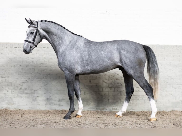KWPN Stallion 4 years 16 hh  in WK Heerde
