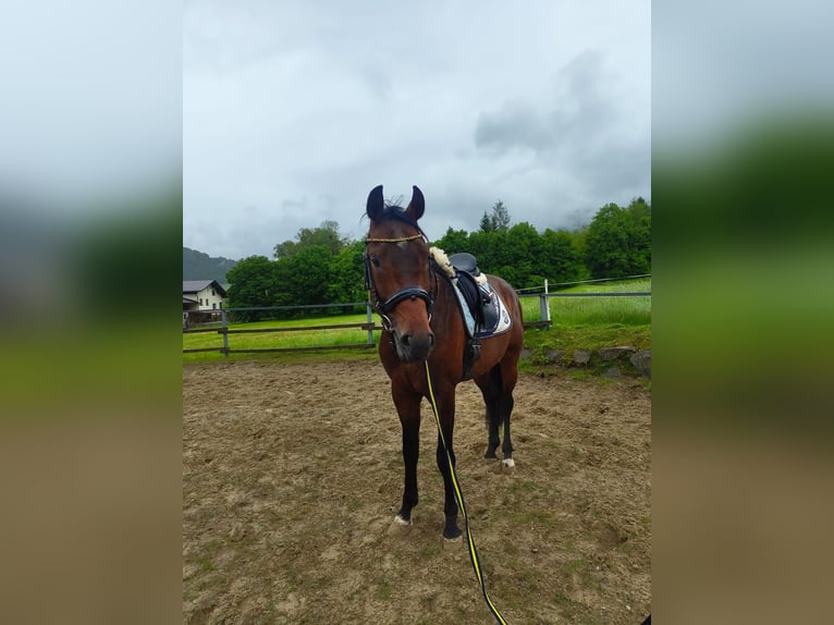 KWPN Stallion 4 years 16,1 hh Brown in Brettl